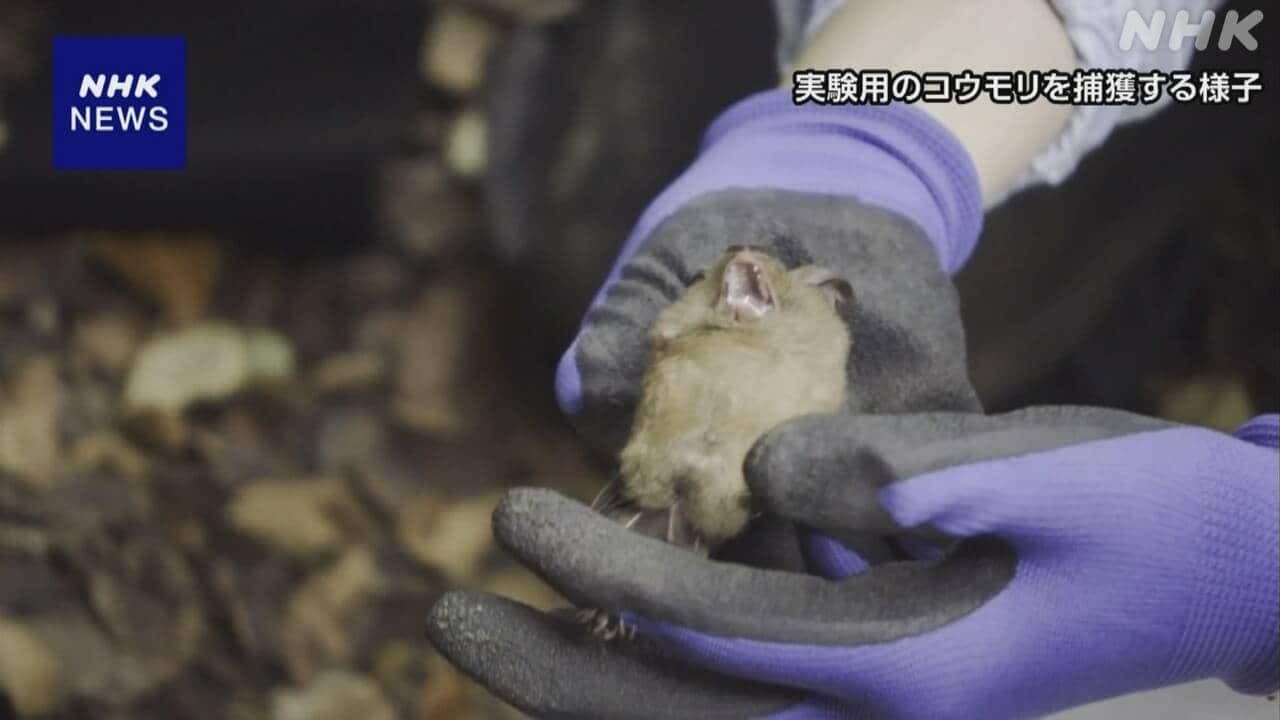 新型コロナ感染のコウモリ “症状出ずも長期間ウイルス検出” [JP-h9r2ej]