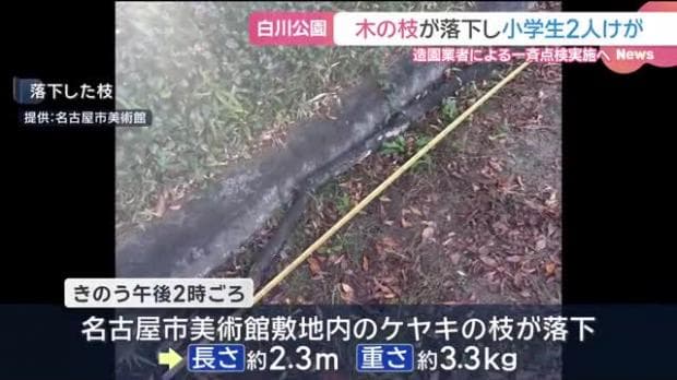 名古屋市美術館の近くで3.3kgのケヤキの枝が落下、小学生2人に当たり頭や肩にけが 樹木を一斉点検へ [JP-4ciP4a]
